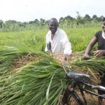 Agriculture in kenya