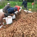Agriculture in kenya