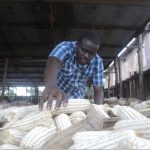 Agriculture in kenya