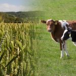 Agriculture in kenya