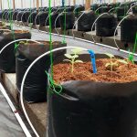 Agriculture in kenya