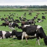 Tips for high production in animal farming by choosing quality
