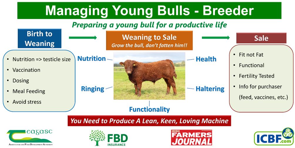 Tips for bull management for your farm »