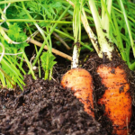 Agriculture in kenya