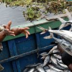 Agriculture in kenya
