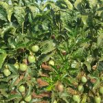 Agriculture in kenya