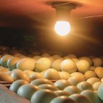 Agriculture in kenya