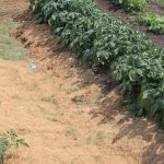 Agriculture in kenya