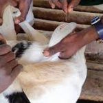 Agriculture in kenya