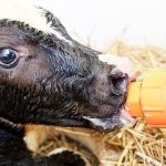 Agriculture in kenya