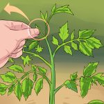 Agriculture in kenya