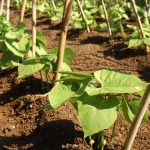Agriculture in kenya