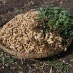 Agriculture in kenya