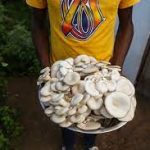 Agriculture in kenya