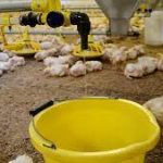 Agriculture in kenya