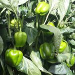 Agriculture in kenya