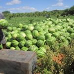 Agriculture in kenya