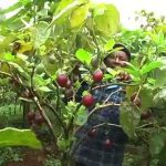 Agriculture in kenya