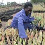 Agriculture in kenya