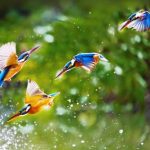 Agriculture in kenya