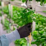 Agriculture in kenya