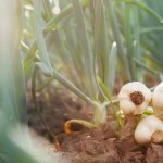 Agriculture in kenya