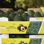 Agriculture in kenya