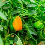 Agriculture in kenya