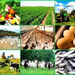 Agriculture in kenya