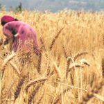 Agriculture in kenya