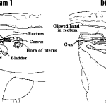Agriculture in kenya