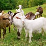 Agriculture in kenya