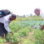 Agriculture in kenya