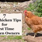 Agriculture in kenya