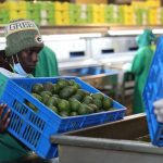Agriculture in kenya