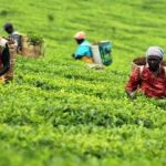 Agriculture in kenya