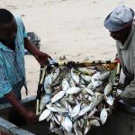 Agriculture in kenya
