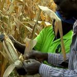Agriculture in kenya