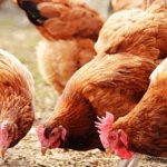 Best practices for chicken rearing
