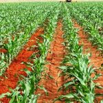 Can you grow maize without fertilizer?