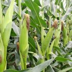 Mastering the timing of when to plant maize