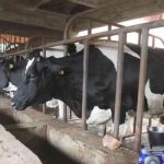 10 tips for starting a dairy farm