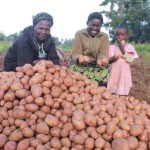 Is Potato Farming in Kenya a Good Business Idea?